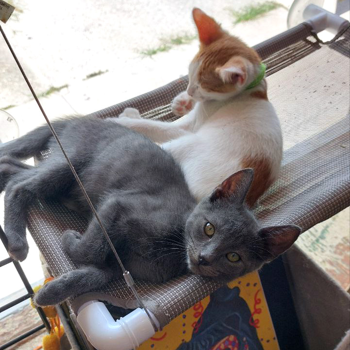 Two cats laying on a hammock