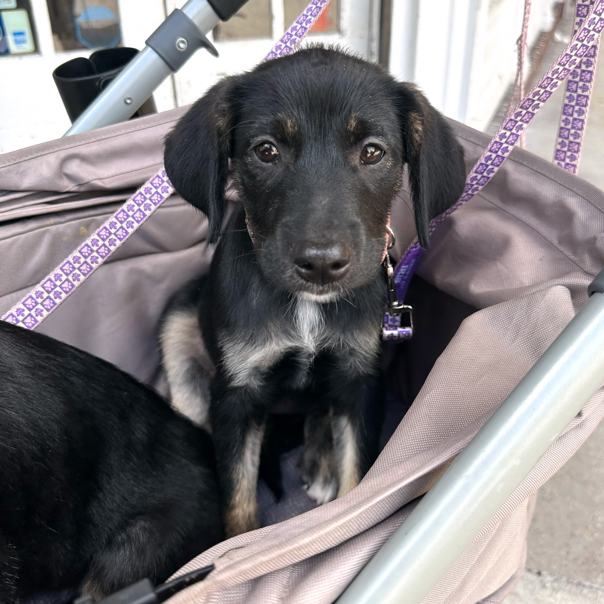 Puppy sitting in a stroller in front of Big Easy Animal Rescue