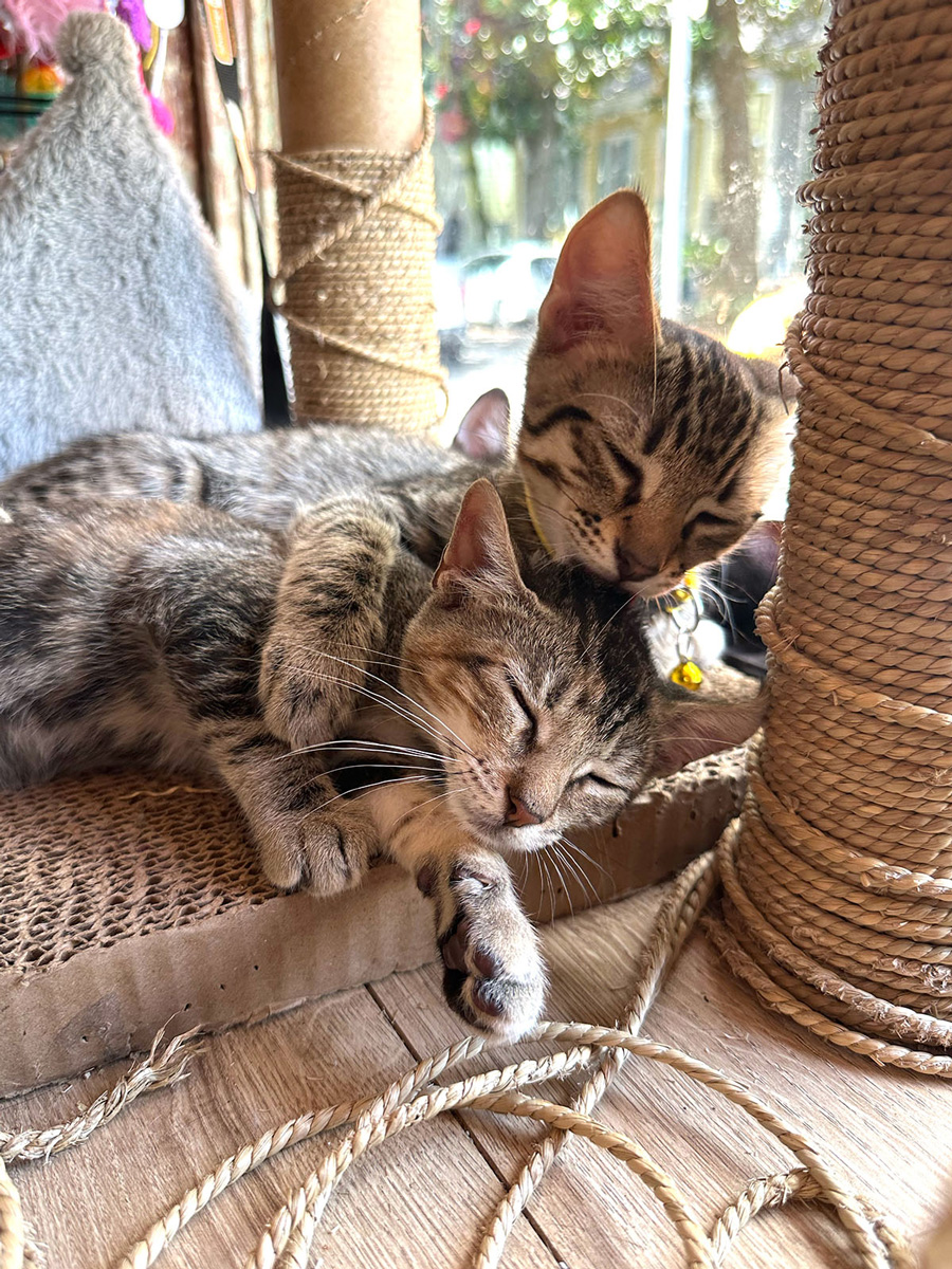 Two kittens laying in the shop window